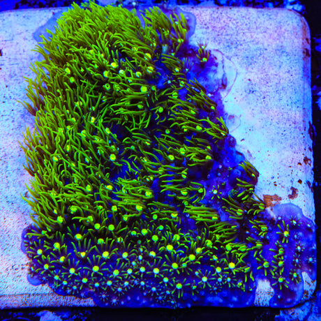 Metallic Green Center Star Polyps Colony Coral