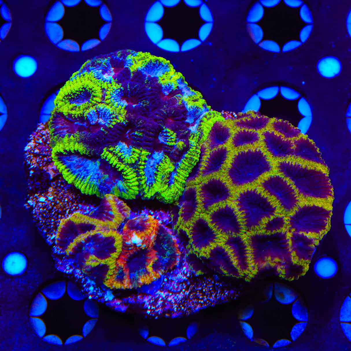 TSA Wolverine, JF Yellow Sub and Black Mamba Combo Favia Colony Coral