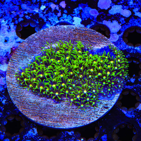 Metallic Green Center Star Polyps Colony Coral