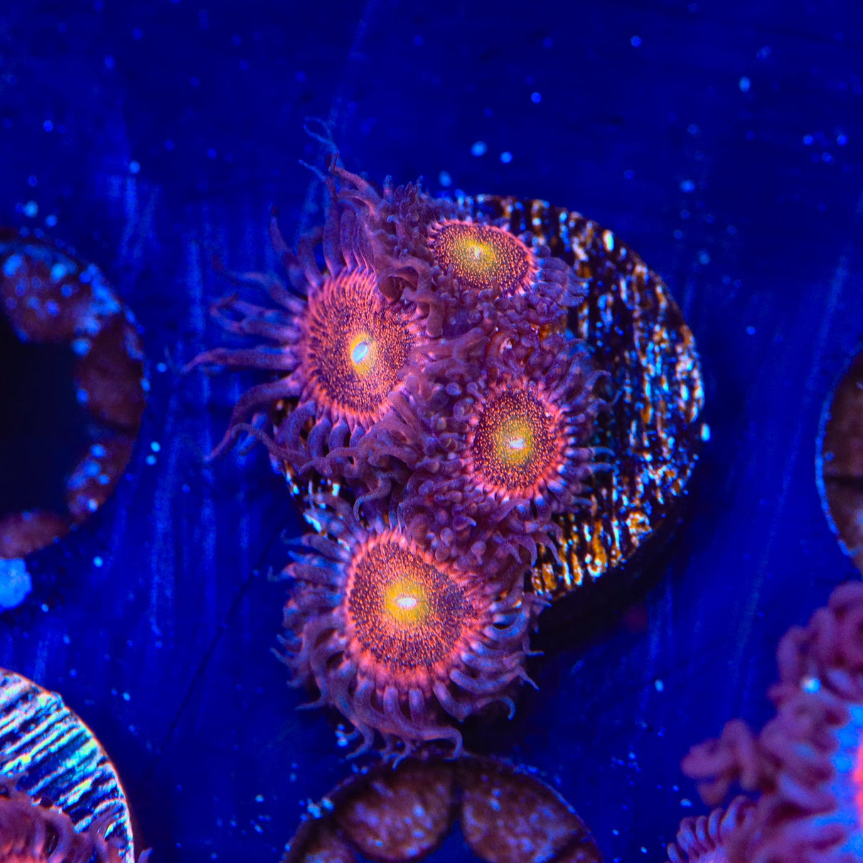 Mohawk Zoanthids Coral