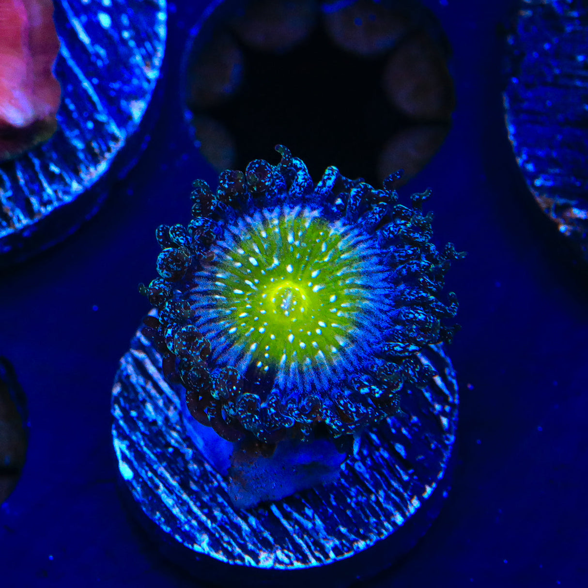 TSA Frozen Apple Zoanthids Coral