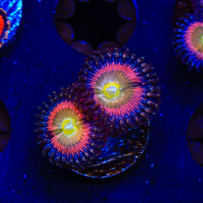TSA Rainbow Spectrum Zoanthids Coral