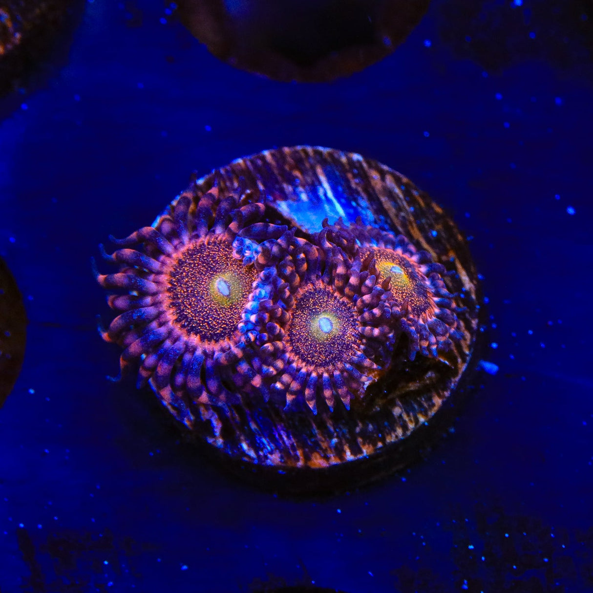 Mohawk Zoanthids Coral