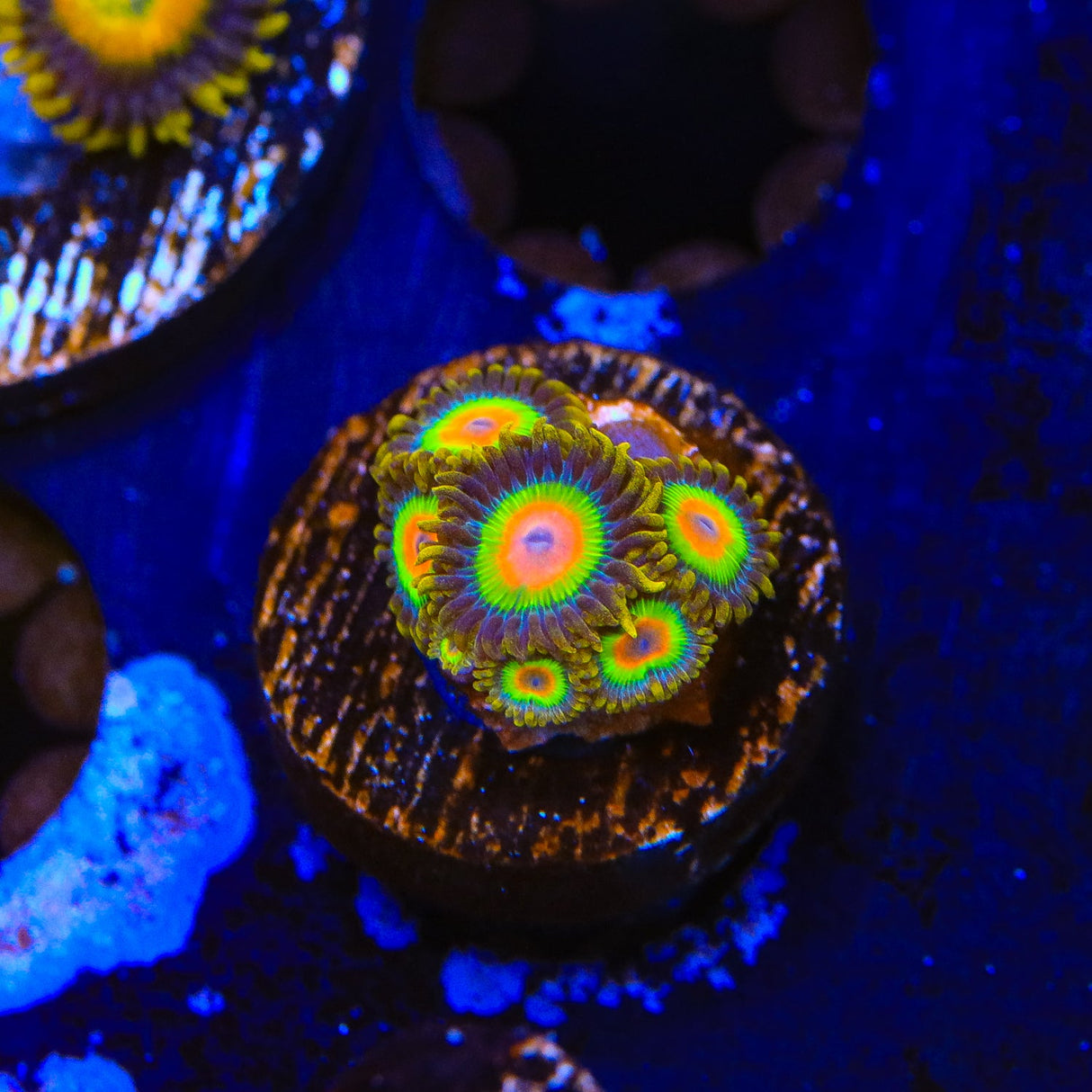 Rasta Zoanthids Coral