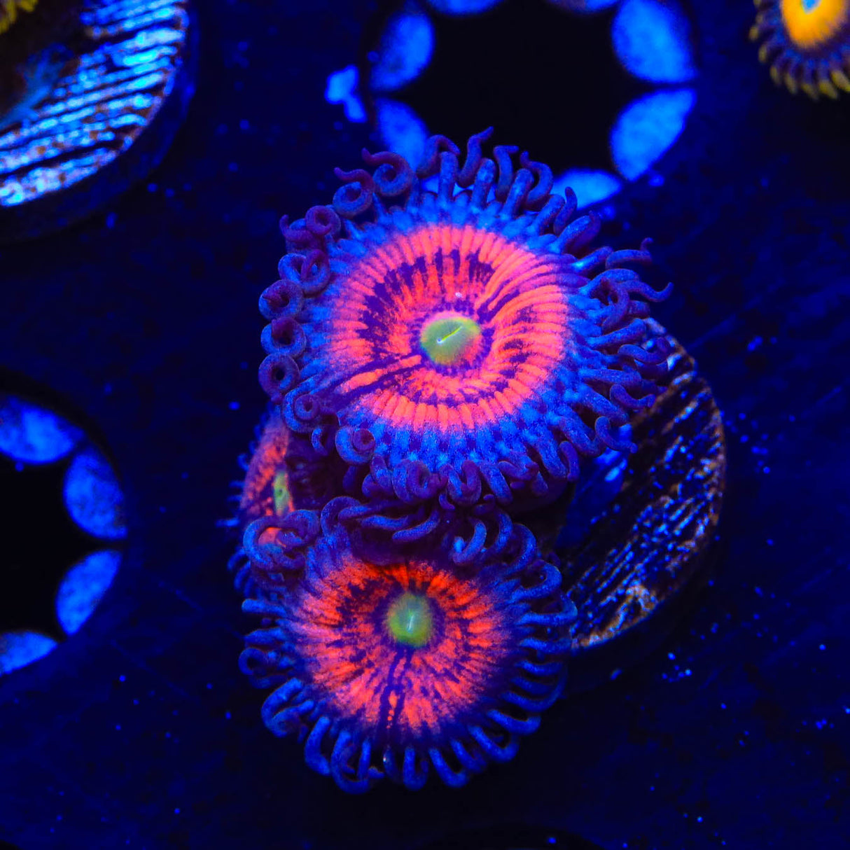 Everlasting Gobstopper Zoanthids Coral