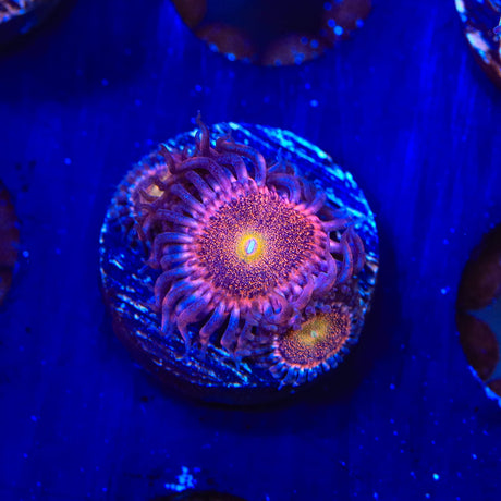 Mohawk Zoanthids Coral