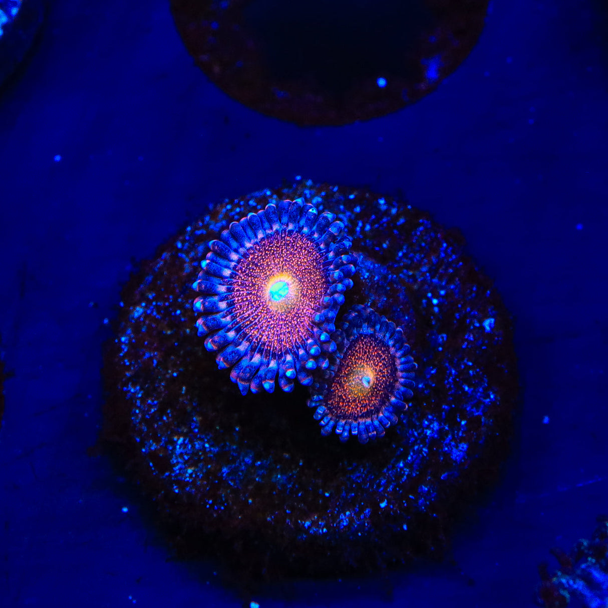 Mohawk Zoanthids Coral - Top Shelf Aquatics