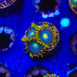 Green Bay Packers Zoanthids Coral