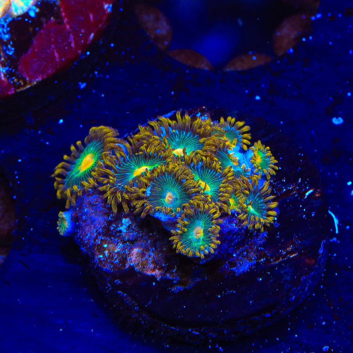Green Bay Packers Zoanthids Coral - Top Shelf Aquatics