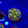 Green Bay Packers Zoanthids Coral