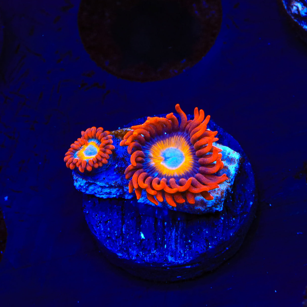 Blue Eye Blondie Zoanthids Coral - Top Shelf Aquatics
