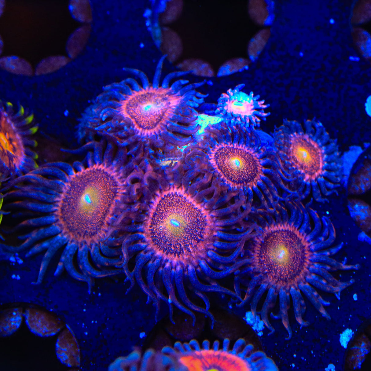 Mohawk Zoanthids Coral