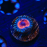 Armor of God Zoanthids Coral