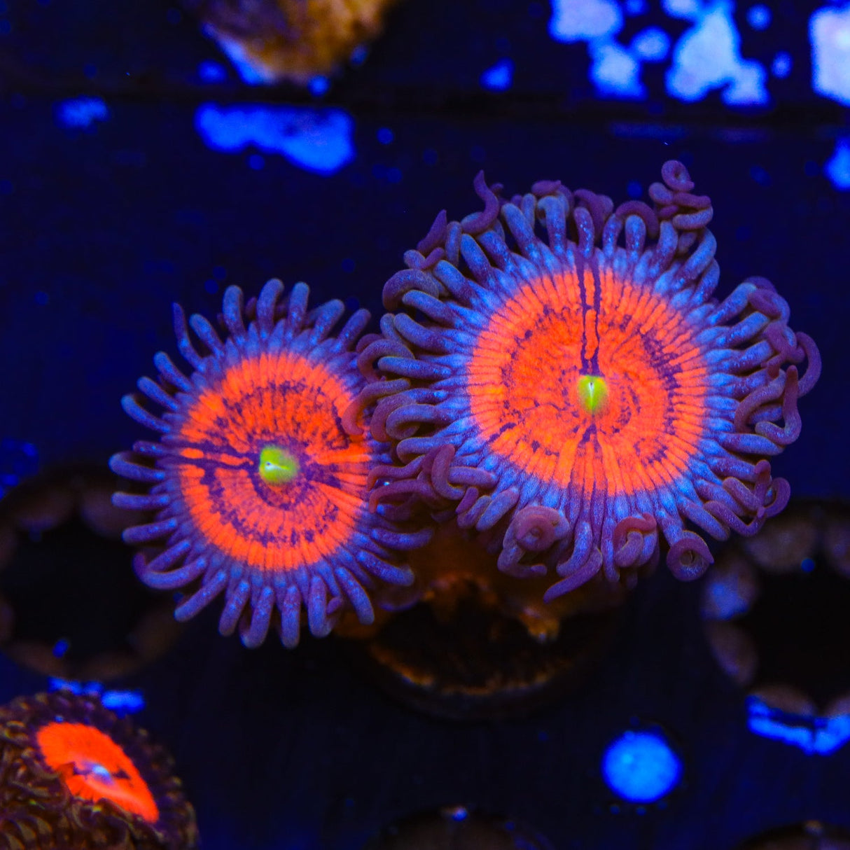 Everlasting Gobstopper Zoanthids Coral