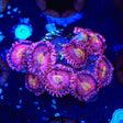 Halle Berry Zoanthids Coral