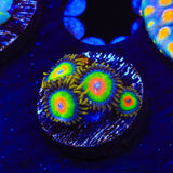 Rasta Zoanthids Coral