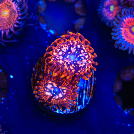 Utter Chaos Zoanthids Coral