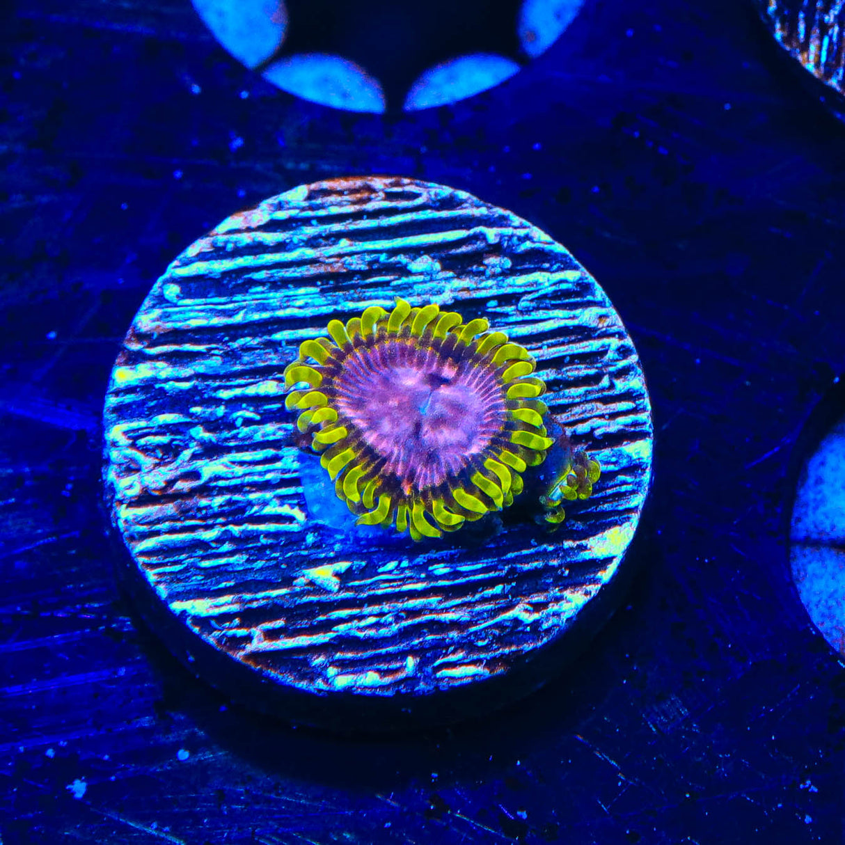 WWC Purple Monster Zoanthids Coral