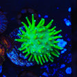 TSA Glowworm Toadstool Coral