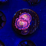 Halle Berry Zoanthid Coral