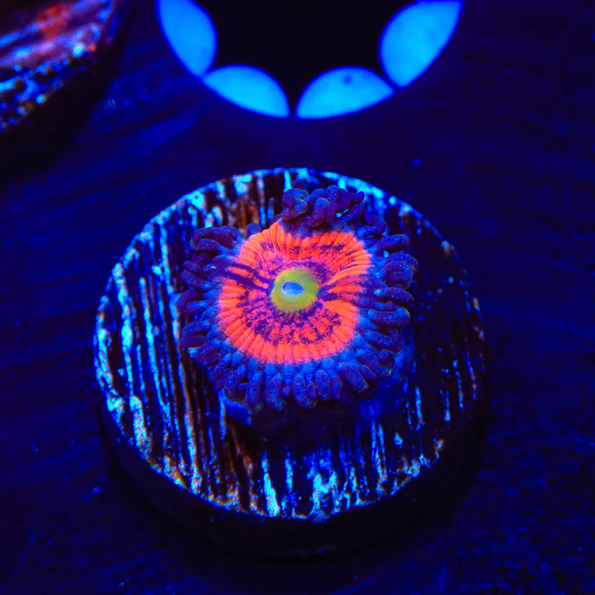 Everlasting Gobstopper Zoanthids Coral