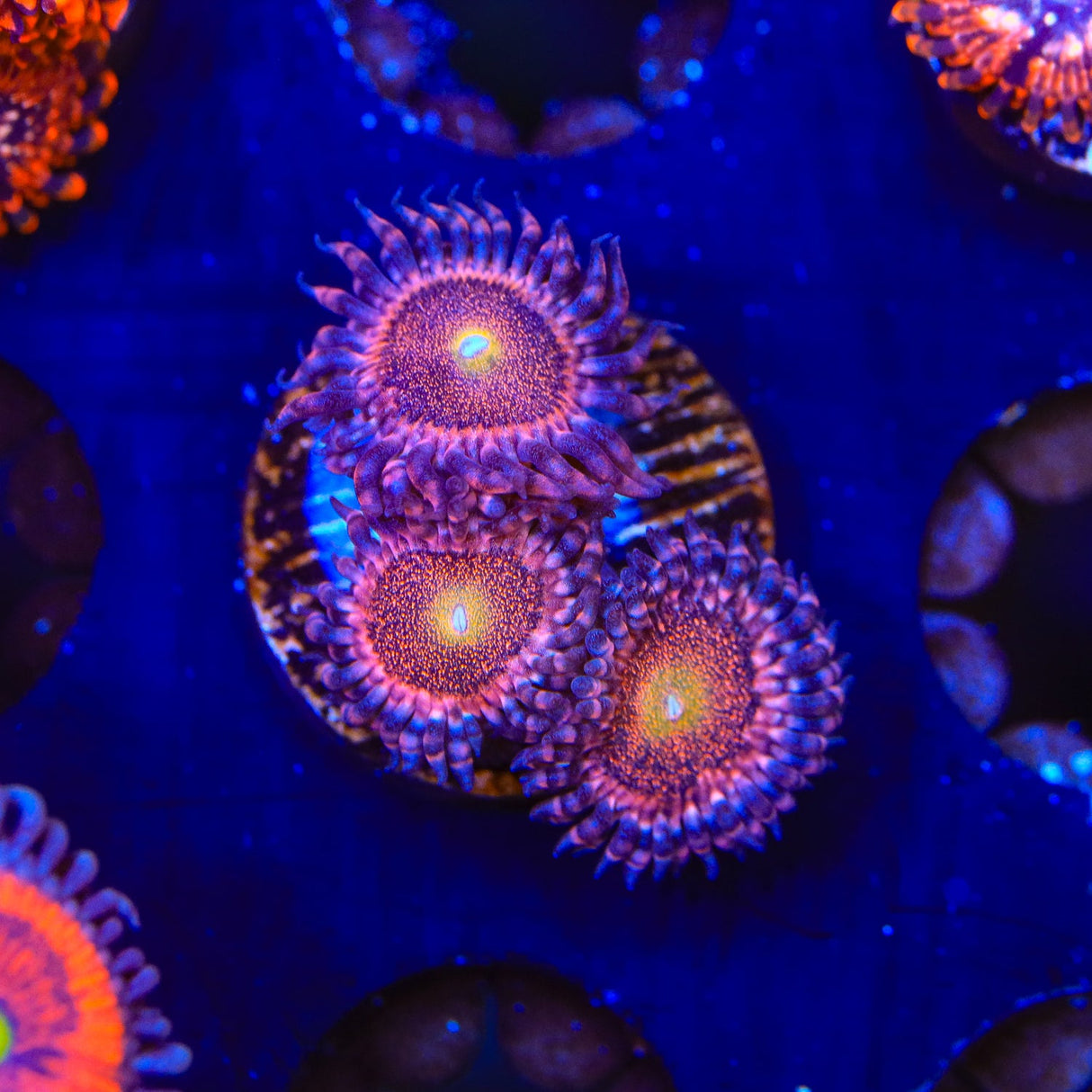 Mohawk Zoanthids Coral