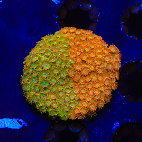 TSA Tropicana Twist Cyphastrea Coral