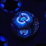 TSA Helter Skelter Zoanthids Coral