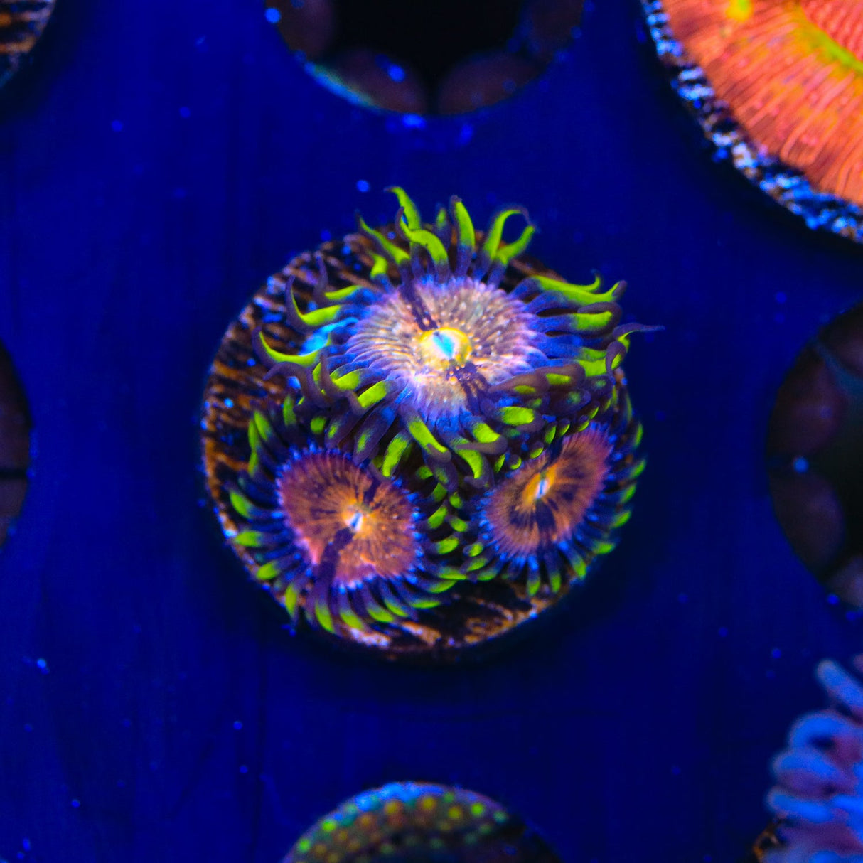 WWC Nirvana Zoanthids Coral