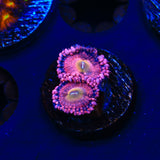 Halle Berry Zoanthid Coral