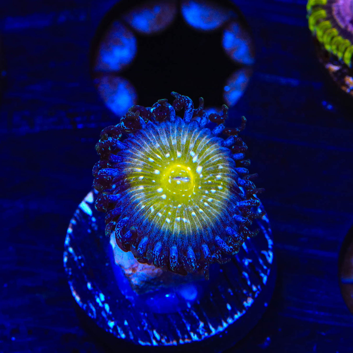 TSA Frozen Apple Zoanthids Coral