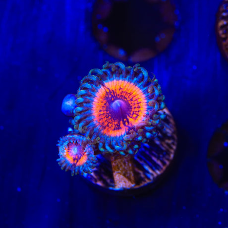 Armor of God Zoanthids Coral