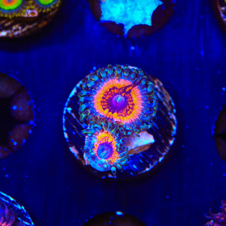 Armor of God Zoanthids Coral