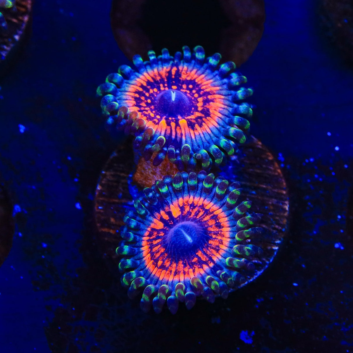 Armor of God Zoanthids Coral