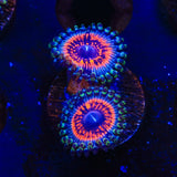 Armor of God Zoanthids Coral