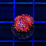 Utter Chaos Zoanthids Coral