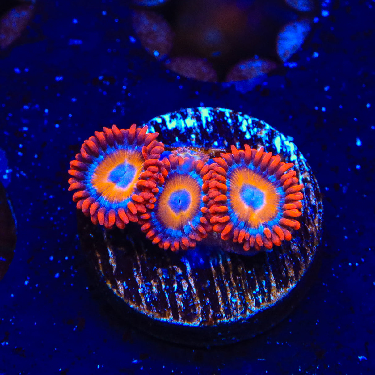 Blue Eyed Blondie Zoanthids Coral