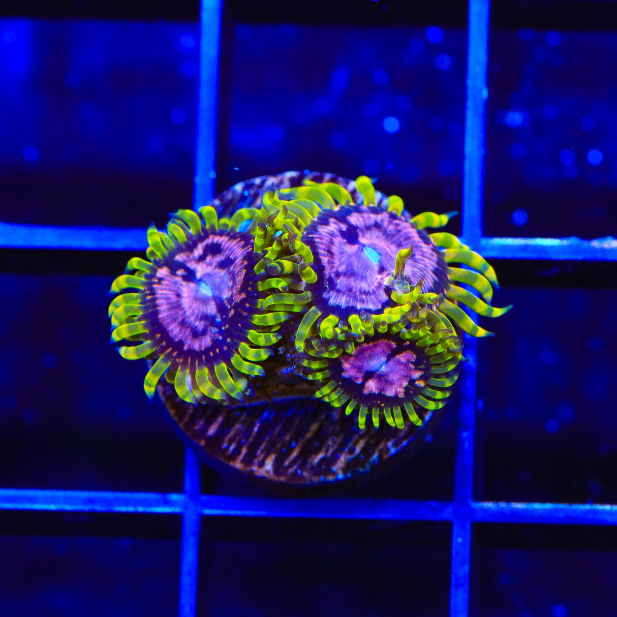 WWC Purple Monster Zoanthids Coral