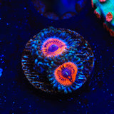 Armor of God Zoanthids Coral