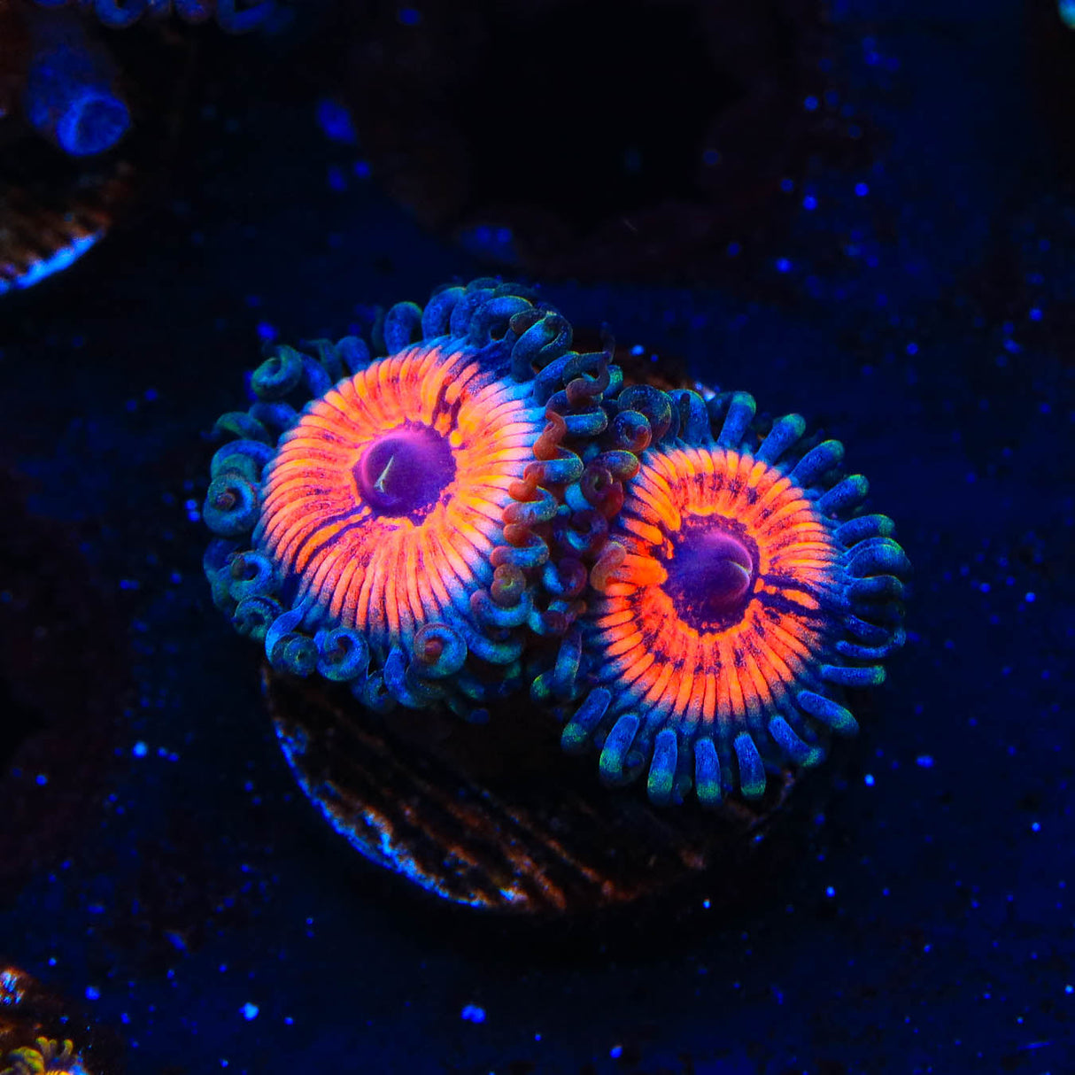 Armor of God Zoanthids Coral