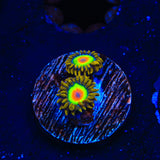 Rasta Zoanthids Coral