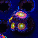 TSA Rainbow Spectrum Zoanthids Coral