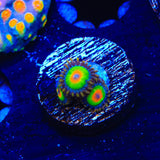 Rasta Zoanthids Coral