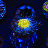 TSA Frozen Apple Zoanthids Coral