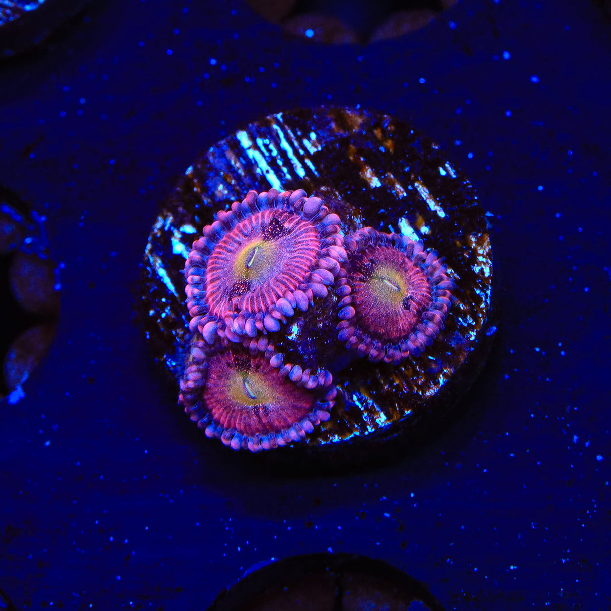 WWC Bloodsucker Zoanthids Coral