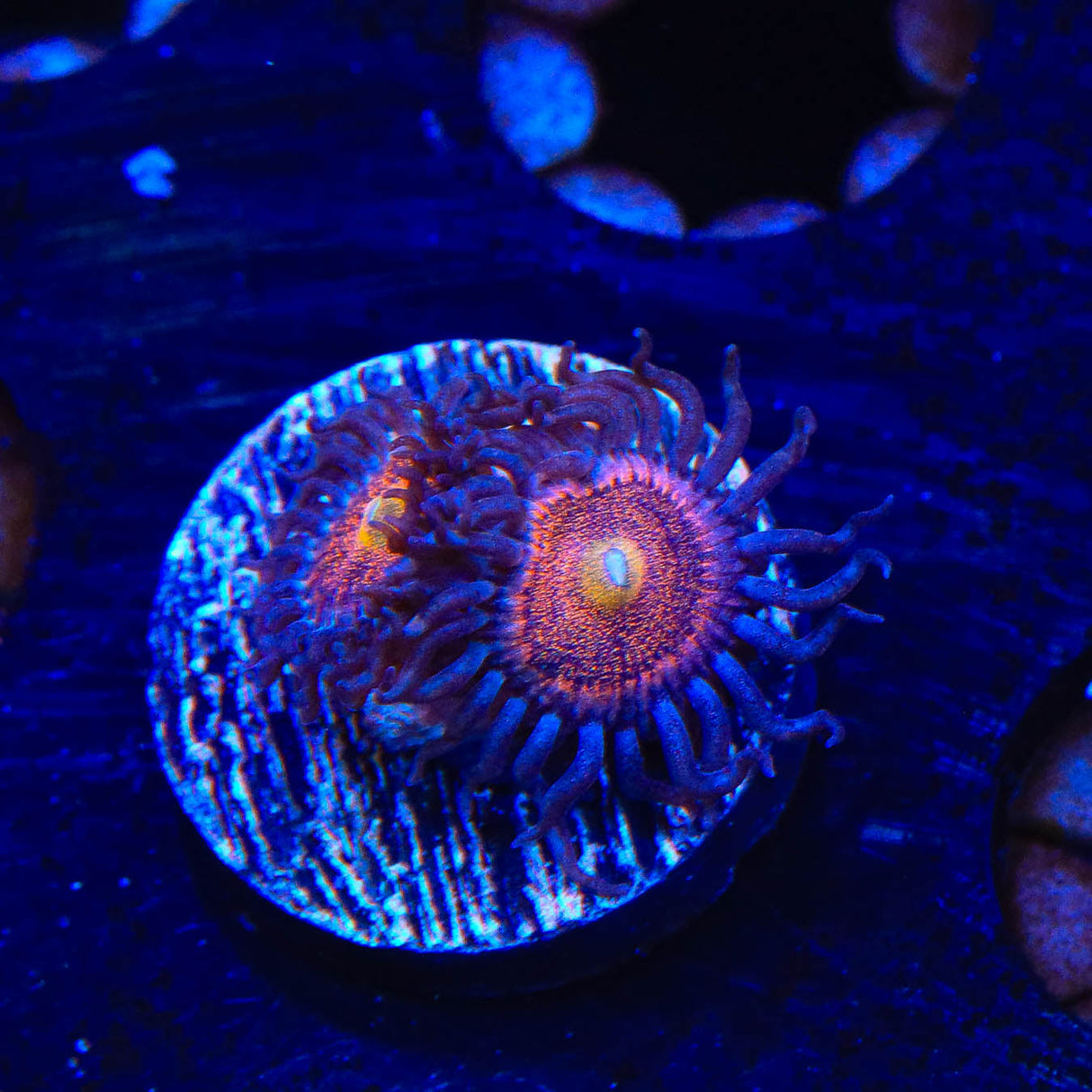 Mohawk Zoanthids Coral