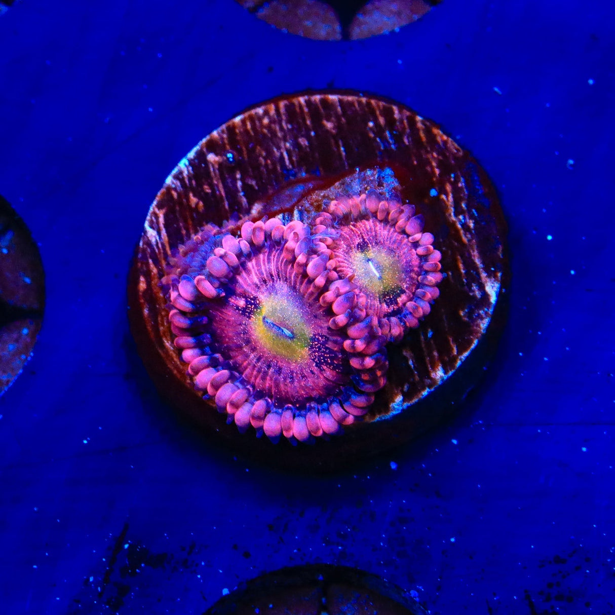 Halle Berry Zoanthids Coral