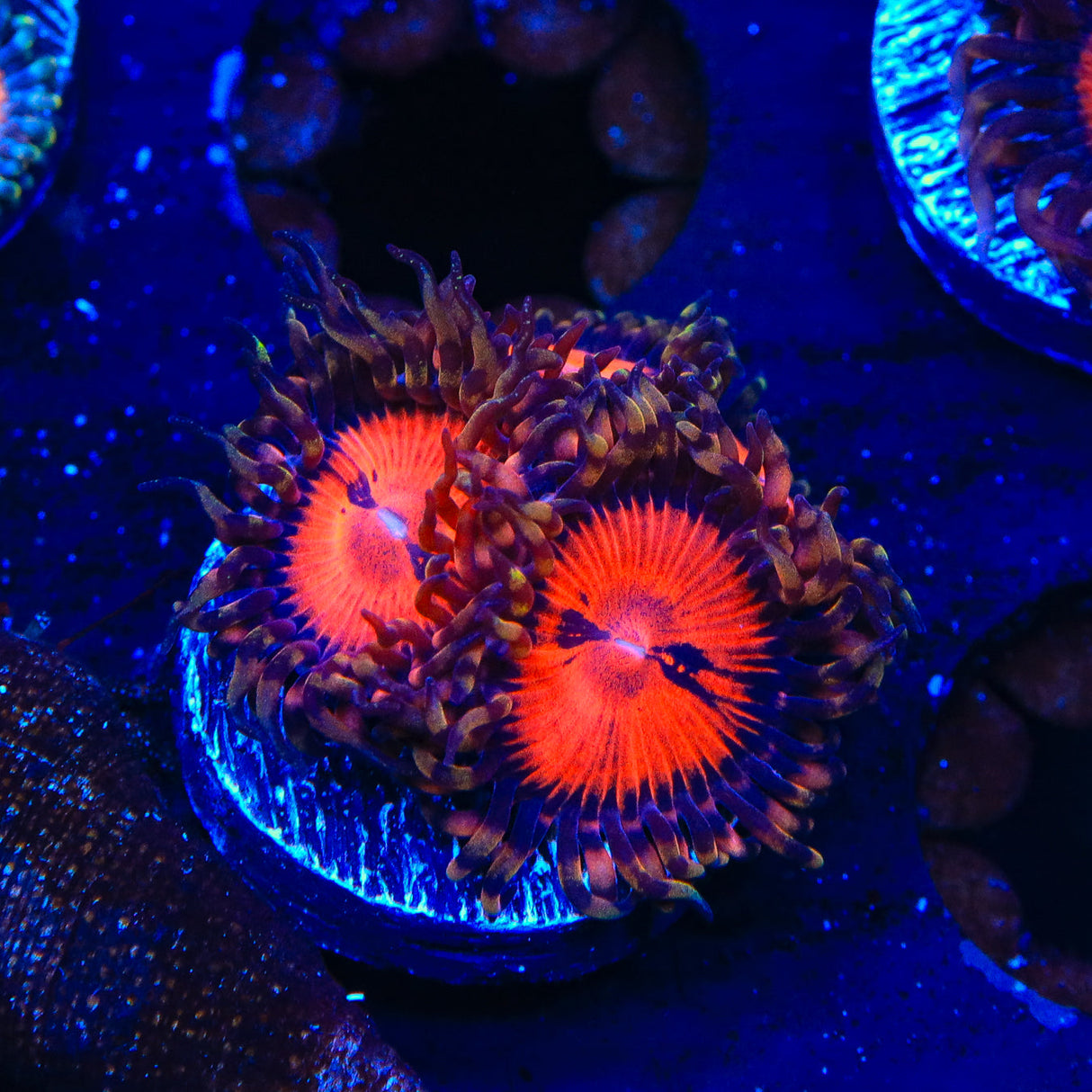 WWC Purple Monster Zoanthids Coral