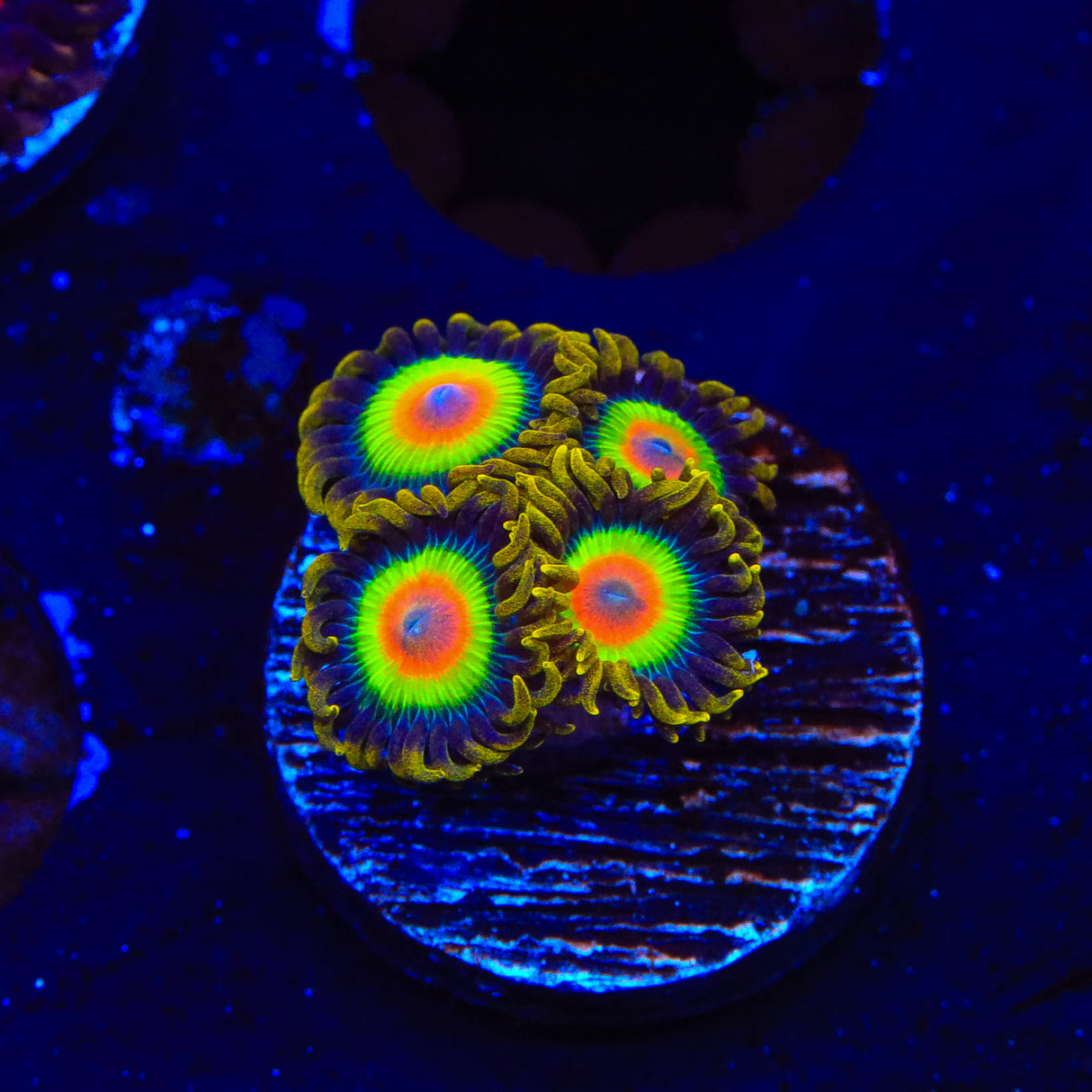 Rasta Zoanthids Coral