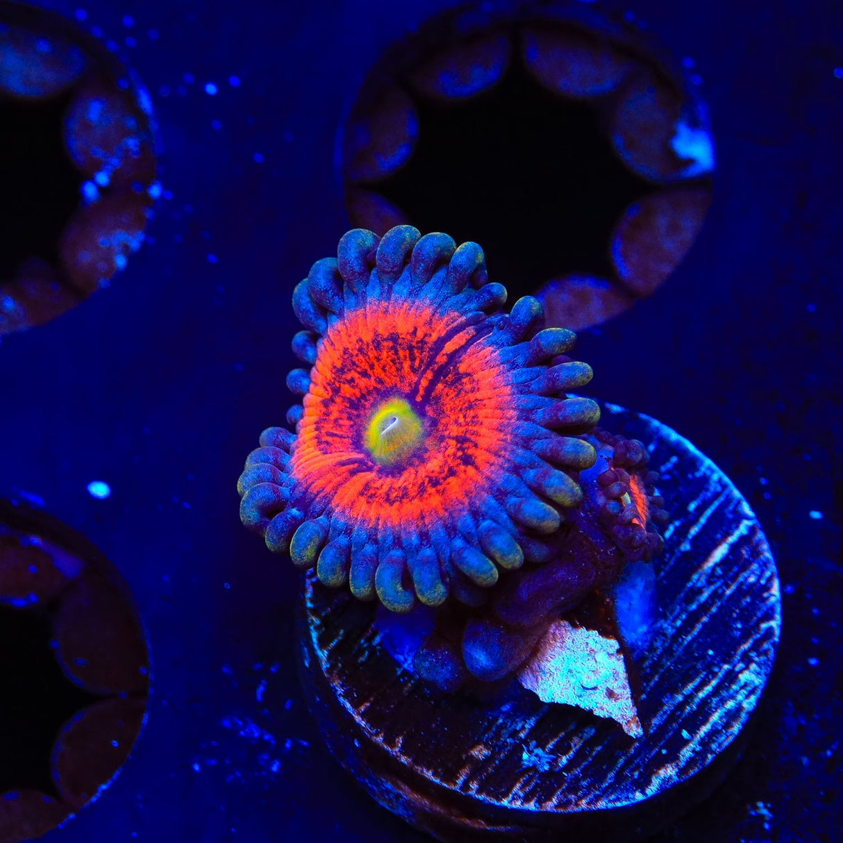 Everlasting Gobstopper Zoanthids Coral